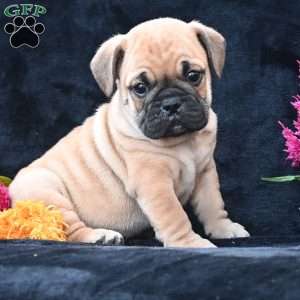 Buddy, Miniature Bulldog Puppy